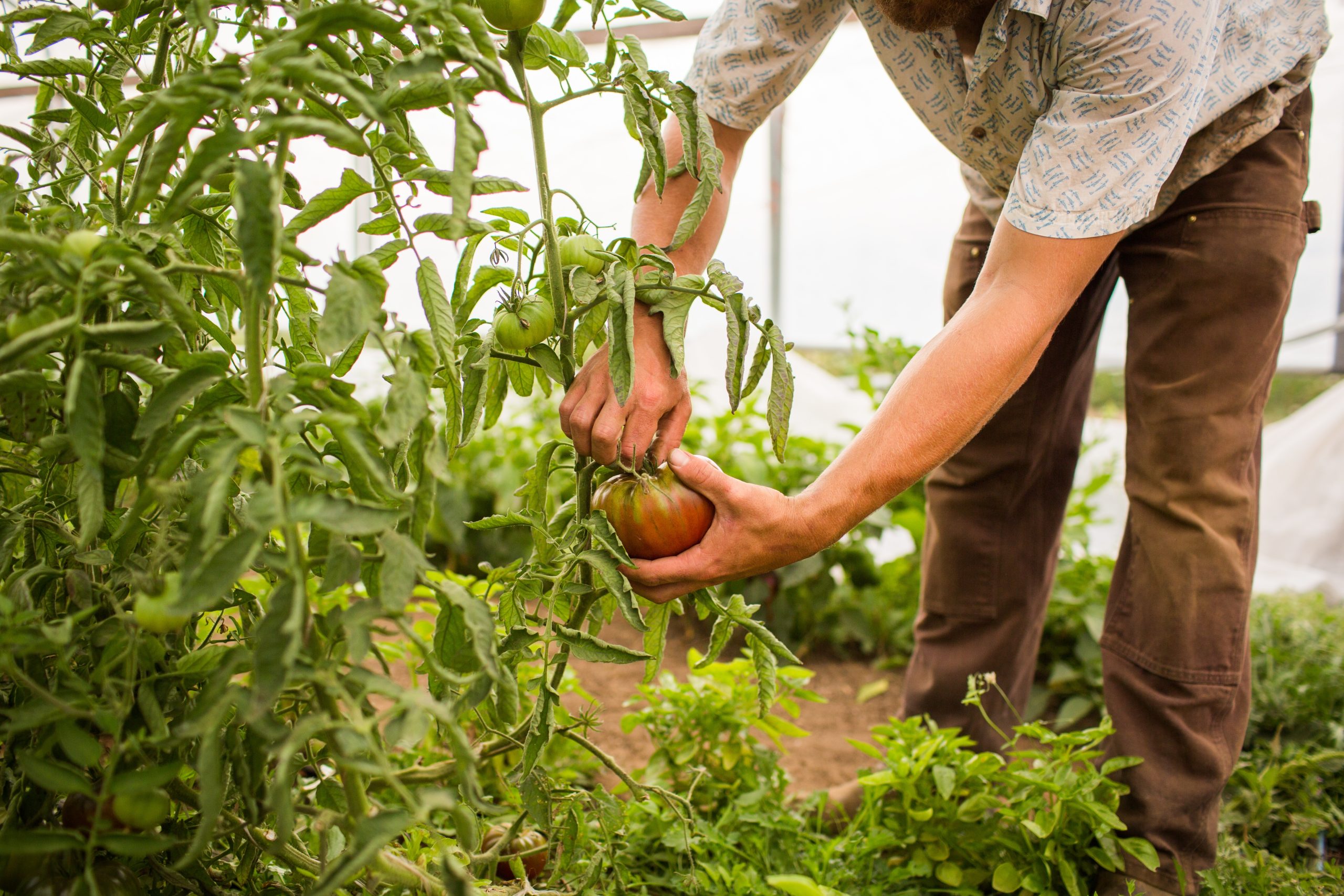 closeup shot person picking tomatoes off plant farm scaled