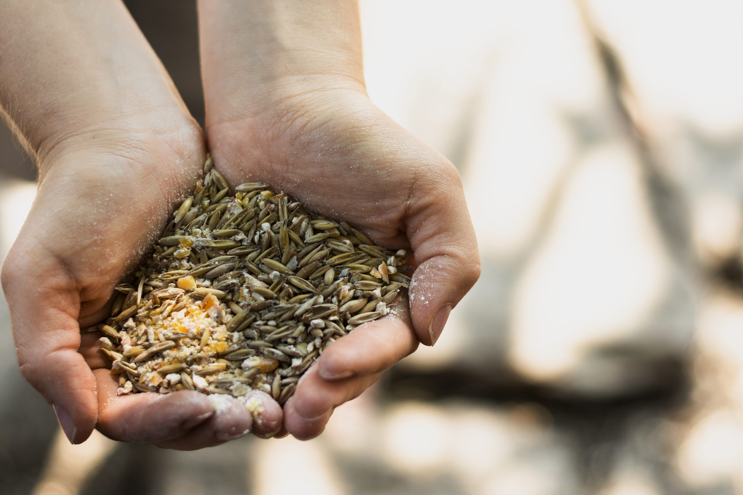 person holding bunch wheat seeds his hands scaled